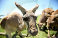 FEATURE - Neugierige Kängurus auf der Oakvale Farm