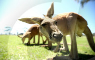 FEATURE - Neugierige Kängurus auf der Oakvale Farm