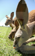 FEATURE - Neugierige Kängurus auf der Oakvale Farm