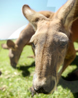 FEATURE - Neugierige Kängurus auf der Oakvale Farm