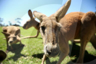FEATURE - Neugierige Kängurus auf der Oakvale Farm