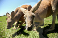 FEATURE - Neugierige Kängurus auf der Oakvale Farm