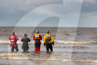 NEWS - Rettungsversuche für einen gestrandeten Pottwal in Hunstanton