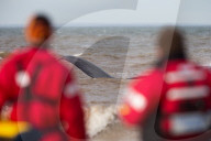 NEWS - Rettungsversuche für einen gestrandeten Pottwal in Hunstanton