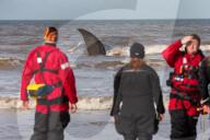 NEWS - Rettungsversuche für einen gestrandeten Pottwal in Hunstanton