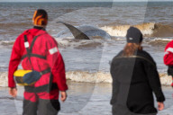 NEWS - Rettungsversuche für einen gestrandeten Pottwal in Hunstanton