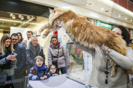 FEATURE - Katzenausstellung in Krakau