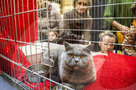 FEATURE - Katzenausstellung in Krakau
