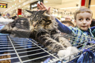 FEATURE - Katzenausstellung in Krakau