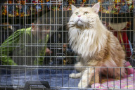 FEATURE - Katzenausstellung in Krakau