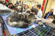 FEATURE - Katzenausstellung in Krakau