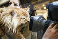 FEATURE - Katzenausstellung in Krakau