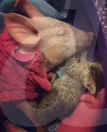 FEATURE - Tierfreundschaft: Schweinchen und Katze