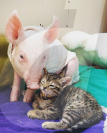 FEATURE - Tierfreundschaft: Schweinchen und Katze