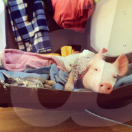 FEATURE - Tierfreundschaft: Schweinchen und Katze