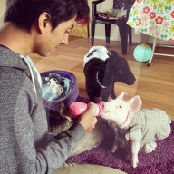 FEATURE - Tierfreundschaft: Schweinchen und Katze