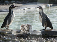 FEATURE - Pinguine in Valentinstags Stimmung