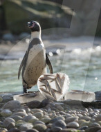 FEATURE - Pinguine in Valentinstags Stimmung