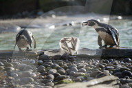 FEATURE - Pinguine in Valentinstags Stimmung