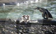 FEATURE - Pinguine in Valentinstags Stimmung