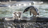FEATURE - Pinguine in Valentinstags Stimmung