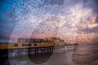 FEATURE - 'Staren-Tanz' bei Aberystwyth