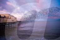 FEATURE - 'Staren-Tanz' bei Aberystwyth