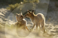 FEATURE - Füchse die schmusen