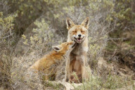 FEATURE - Füchse die schmusen