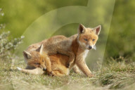 FEATURE - Füchse die schmusen