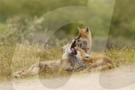 FEATURE - Füchse die schmusen