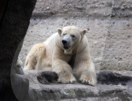 FEATURE - obby der Eisbär zieht um von Deutschland nach Grossbritannien
