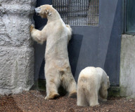 FEATURE - obby der Eisbär zieht um von Deutschland nach Grossbritannien