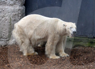 FEATURE - obby der Eisbär zieht um von Deutschland nach Grossbritannien
