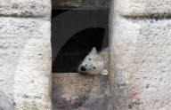 FEATURE - obby der Eisbär zieht um von Deutschland nach Grossbritannien