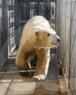 FEATURE - obby der Eisbär zieht um von Deutschland nach Grossbritannien