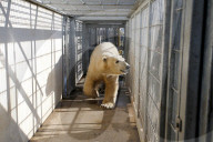 FEATURE - obby der Eisbär zieht um von Deutschland nach Grossbritannien