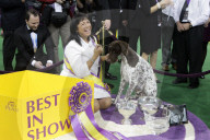FEATURE - Westminster Kennel Club - Best in Show in New York