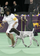FEATURE - Westminster Kennel Club - Best in Show in New York