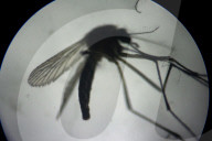 NEWS - Zika-Virus: Forschung und Bekämpfung