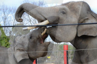 FEATURE - Elefanten rüsseln in Madride Zoo