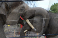 FEATURE - Elefanten rüsseln in Madride Zoo
