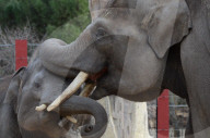 FEATURE - Elefanten rüsseln in Madride Zoo