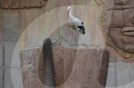 FEATURE - Elefanten rüsseln in Madride Zoo