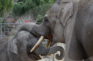 FEATURE - Elefanten rüsseln in Madride Zoo
