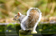 FEATURE - Graue Eichhörnchen - Frühjahrsputz 