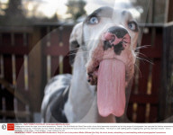 FEATURE - Funny Dog: Mutka die Deutsche Dogge schneidet Grimassen