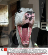 FEATURE - Funny Dog: Mutka die Deutsche Dogge schneidet Grimassen