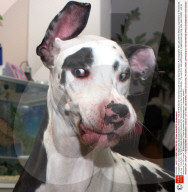 FEATURE - Funny Dog: Mutka die Deutsche Dogge schneidet Grimassen