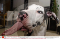FEATURE - Funny Dog: Mutka die Deutsche Dogge schneidet Grimassen